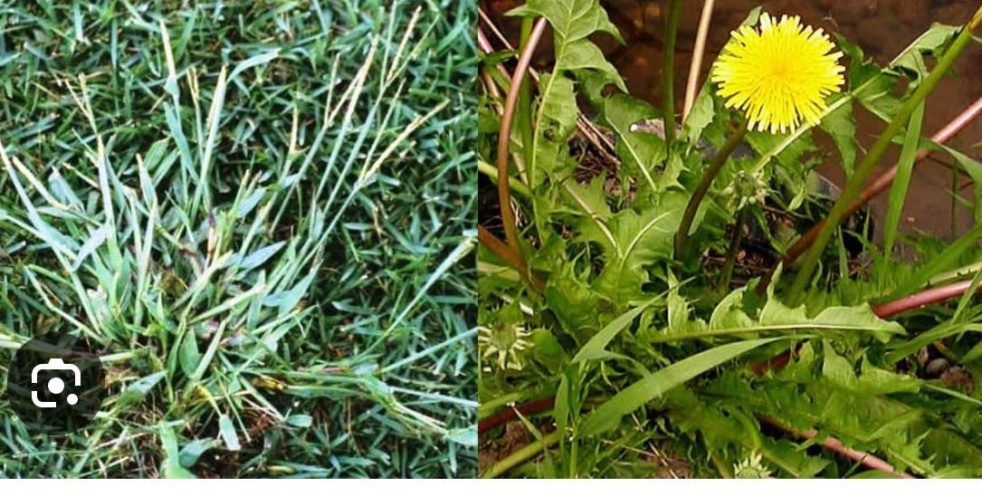 Expert plant and weed management